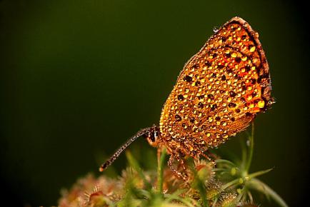 15. metulj z roso