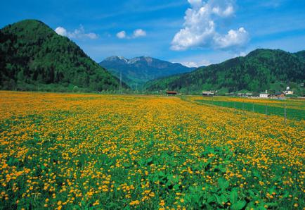 05. selsko polje