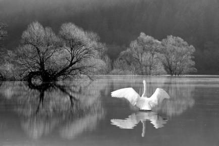 18_Swan-O44AA