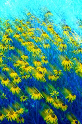 CVET-ART24-809-22-AA