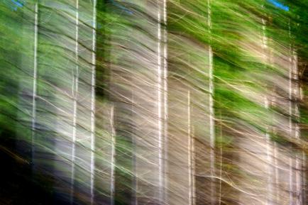 ICM-OKT24-2-AA