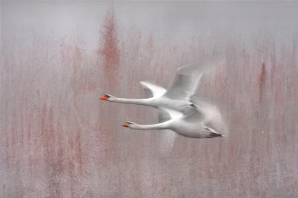 Swan-2002-6690-22-AA