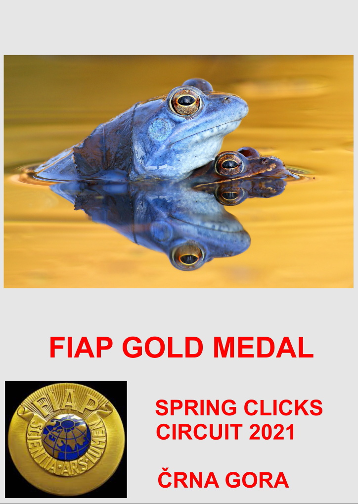 FIAP GOLD SPRING CLICKS 21-AA