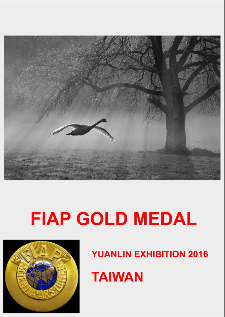 FIAP GOLD YUANLIN 16DD